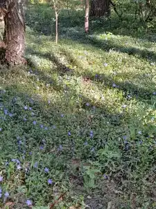 Красный Бор - 88