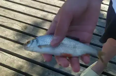 Лагиламба - 14