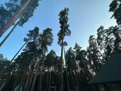 Берендей - 37