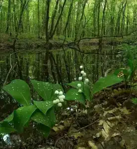 Длинный берег - 17