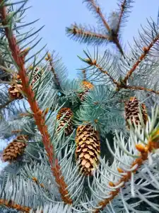 Волшебный Сад - 44