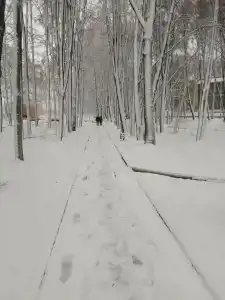 Лесное озеро - 76