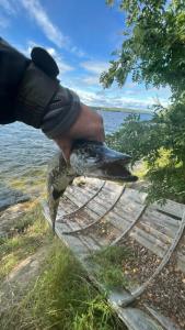 Зайкина дача - 70