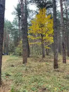 Красный Бор - 30