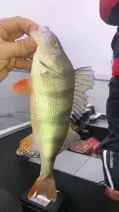 Подвязье - 7