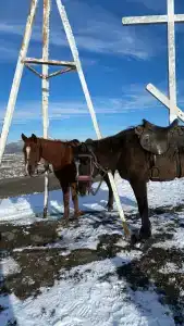 Родники - 37