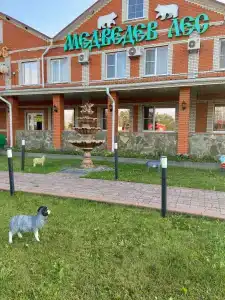 Медведев лес - 5