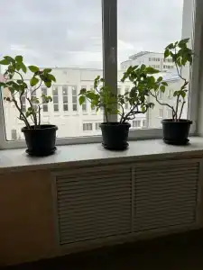 Наутилус - 32