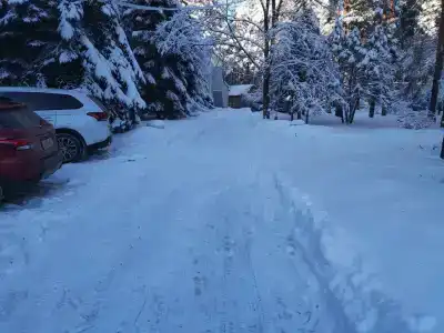 Сосны - 58