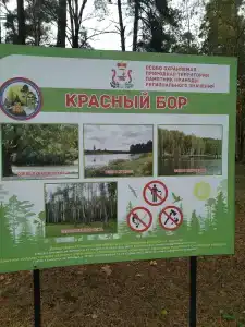 Красный Бор - 41