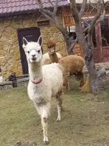Альпака - 43