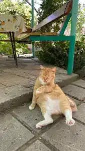 КристОля - 10