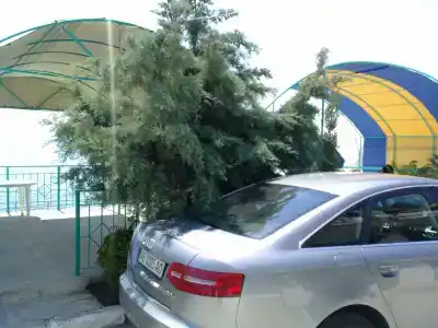 Дельфин - 35
