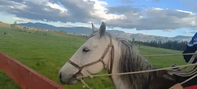 Altay Life Этно - 9