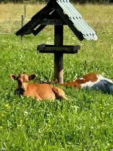 Карельские Лага - 3