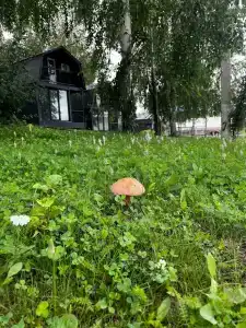 Ивушка - 4
