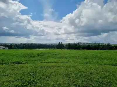 Российские альпаки - 13