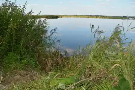 Лес среди болот - 43