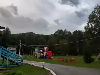 Кедр - 8