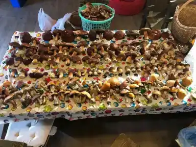 Мантиансаари - 25