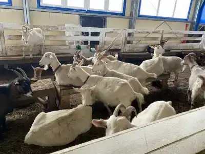 Александровский спас - 88