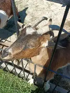 Страусиная ферма Экзотик - 91