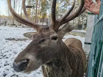 Каменюки - 86