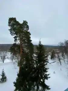 Семеновское - 45