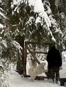 Северный олень - 5