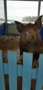 Александровский спас - 94