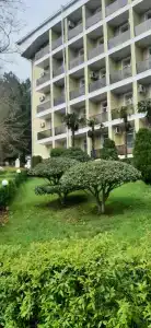 Сосновый - 100