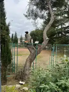 Магнолия - 78