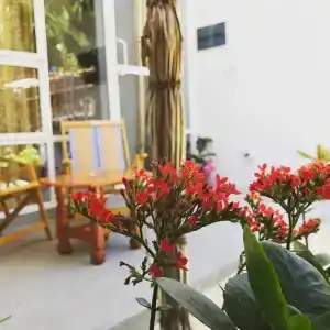 Palm Garden - 8