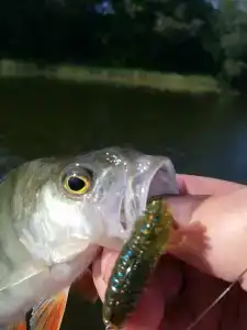 На Вазузу - 80