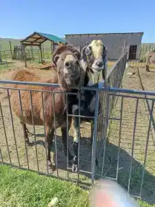 Страусиная ферма Экзотик - 42