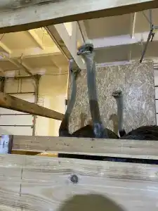 Мурманская страусиная ферма - 39