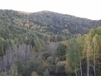 Тихий лог - 9