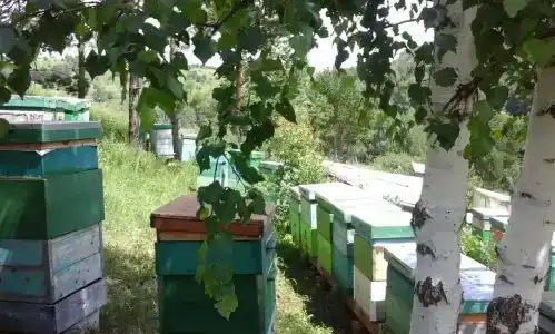 Тихий лог - 27
