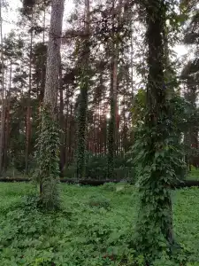 Жуковский - 36