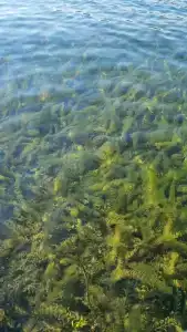 Голубая вода - 26