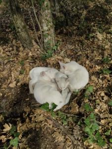 Эколоджия - 36