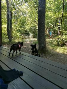 Эколоджия - 45