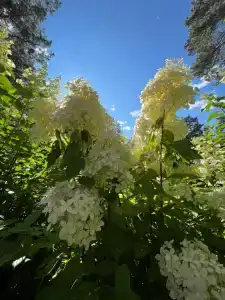 Шале Синегорье - 39