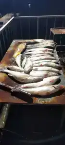 Хуторок - 47
