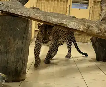 Черные камни - 75