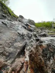 Cedar Grass Териберка - 98