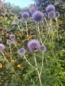 Русский лес - 73