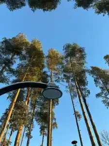 Сосновый берег - 38