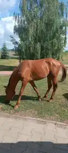 Голубой огонек - 74