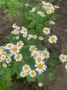 Белый Берег - 15